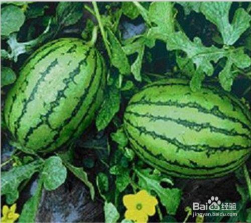 如何吃网瓜,解锁健康美味新食尚