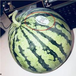 吃瓜湖北网红,揭秘网络红人的幕后故事