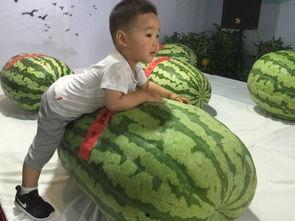 柳州吃瓜事件网,一场网络狂欢背后的真相与反思