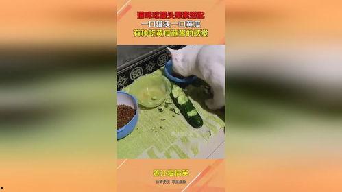 娱乐吃瓜酱罐头视频下载,揭秘热门娱乐瞬间